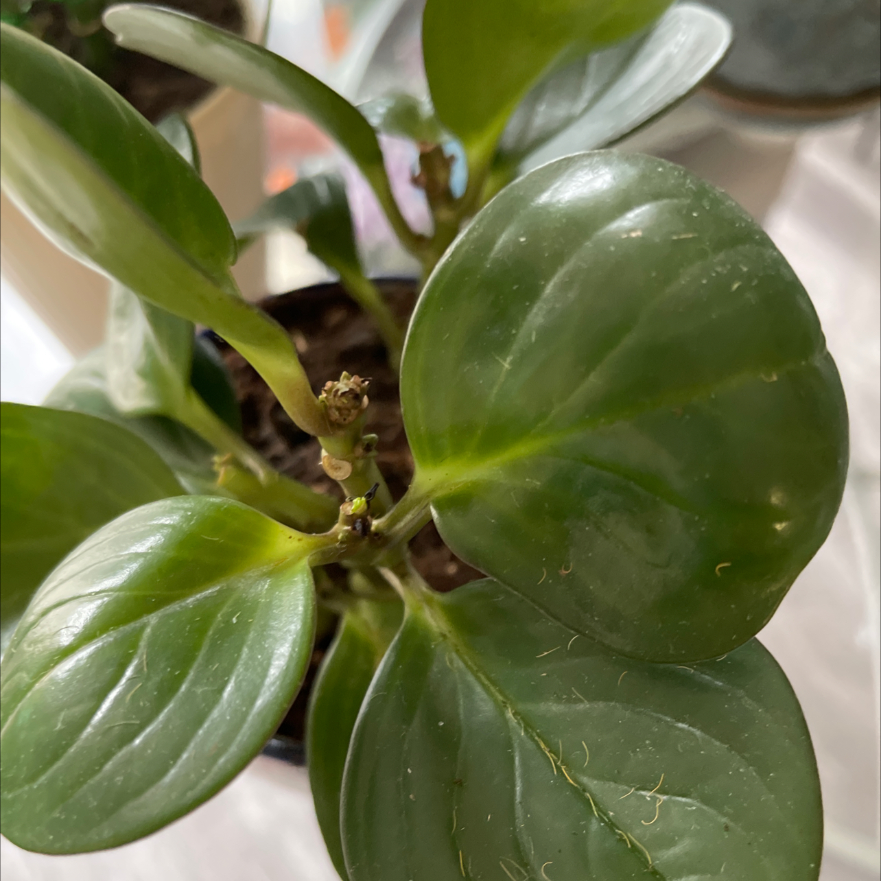 Photo of the plant species Peperomia 'Bamboo Stalks' by @Scanas named Kendall on Greg, the plant care app