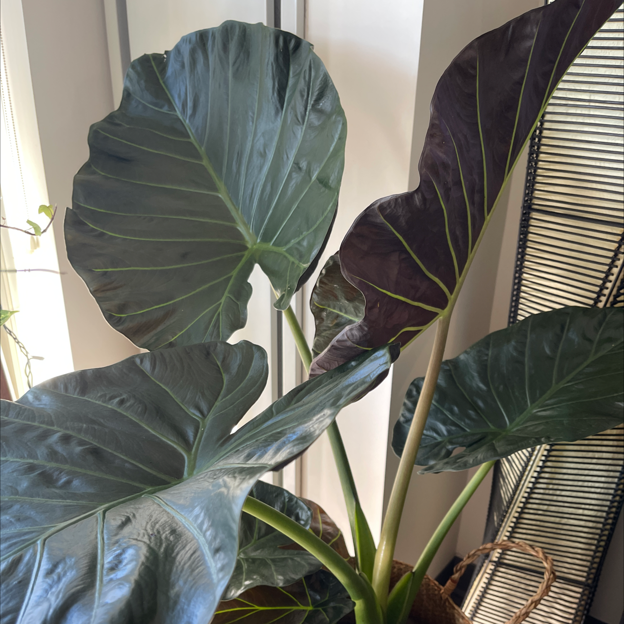 Giant Taro plant with large, healthy leaves in a well-lit indoor setting.