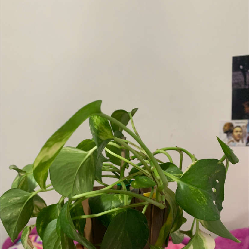 Ivy Arum plant photo by @VibrantDovetree named silvania on Greg, the plant care app.