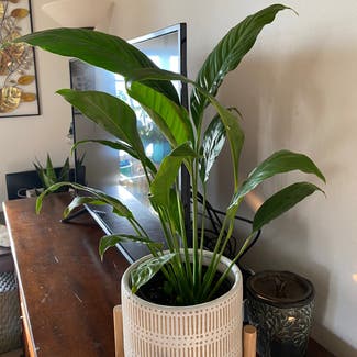 Peace Lily plant in Delray Beach, Florida
