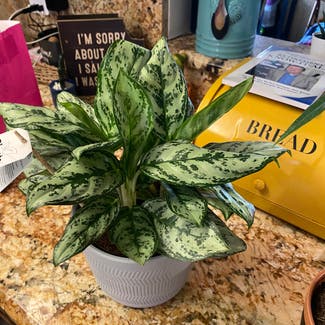 Chinese Evergreen plant in Delray Beach, Florida