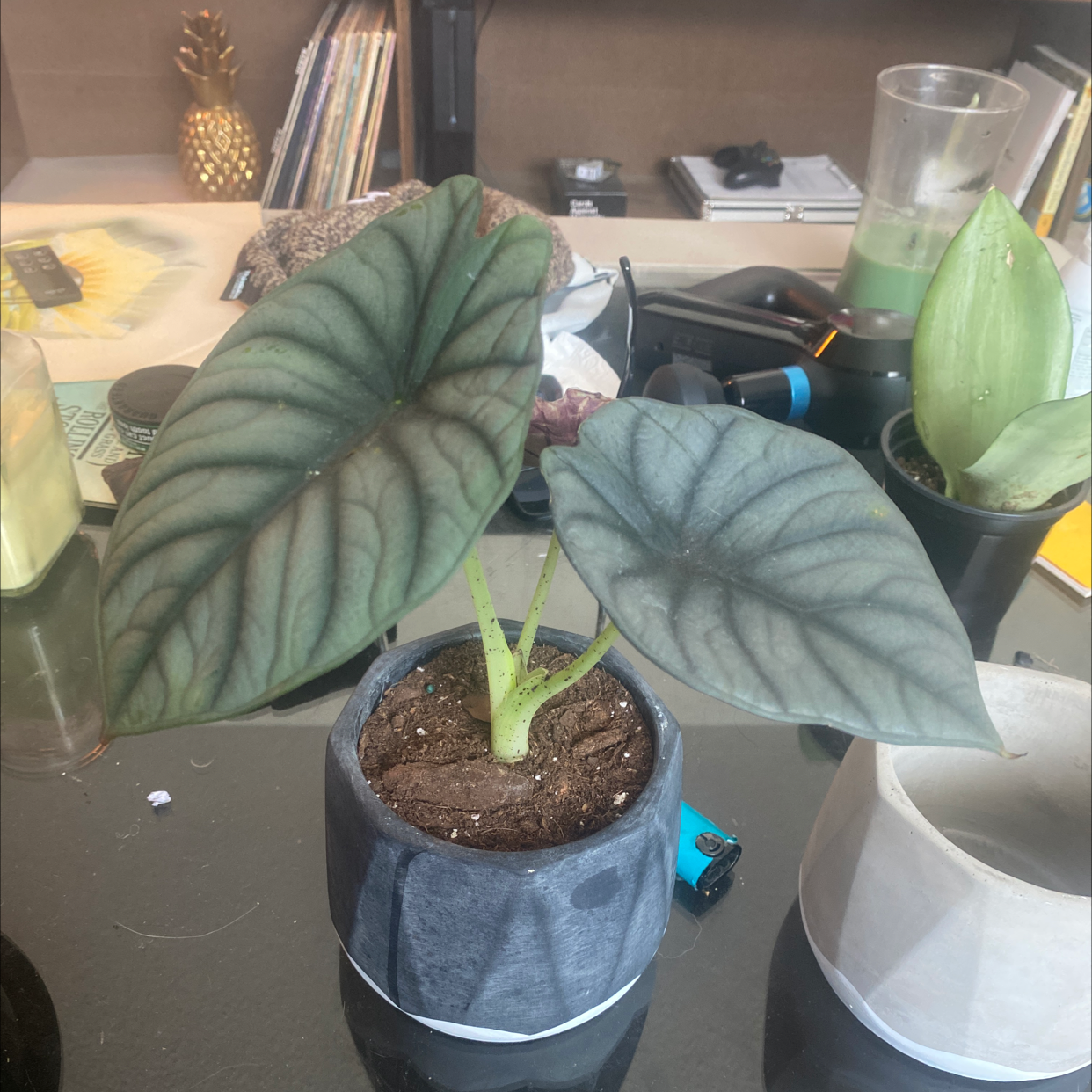 Potted Alocasia nebula 'Imperialis' with large, dark green leaves and prominent veins.