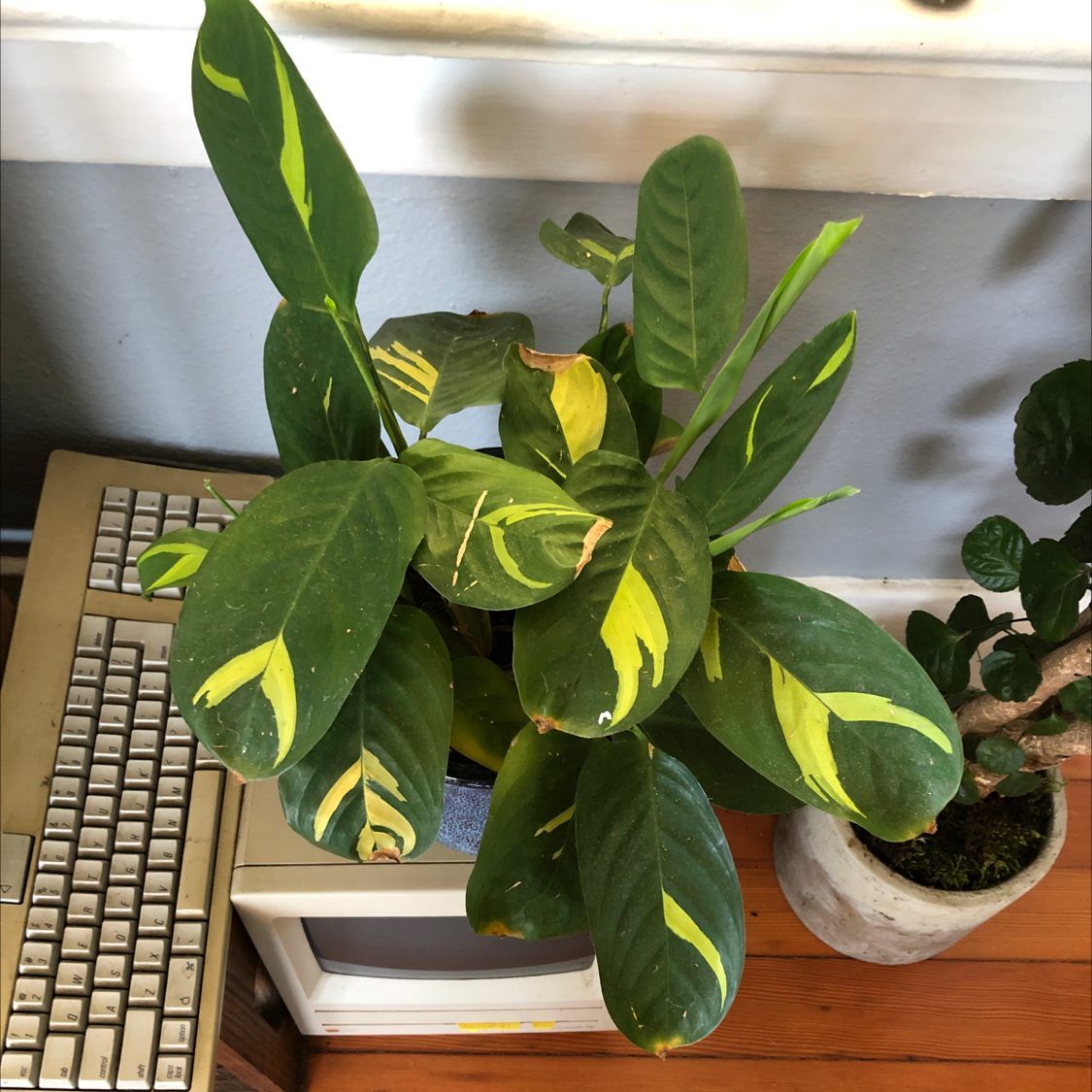 Golden Mosaic Plant with broad green leaves and yellow variegation, placed on a desk near a keyboard and monitor.