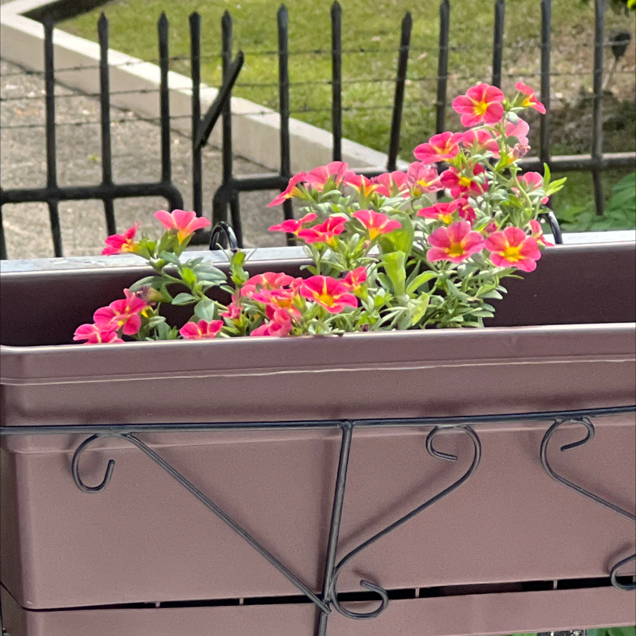 Planter box with vibrant pink Million Bells flowers in an outdoor setting.