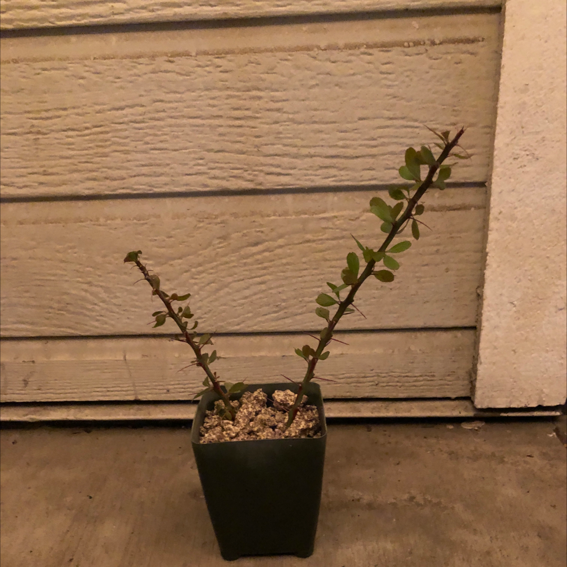 Photo of the plant species Fouquieria fasciculata by @BentonLithop named my plant on Greg, the plant care app