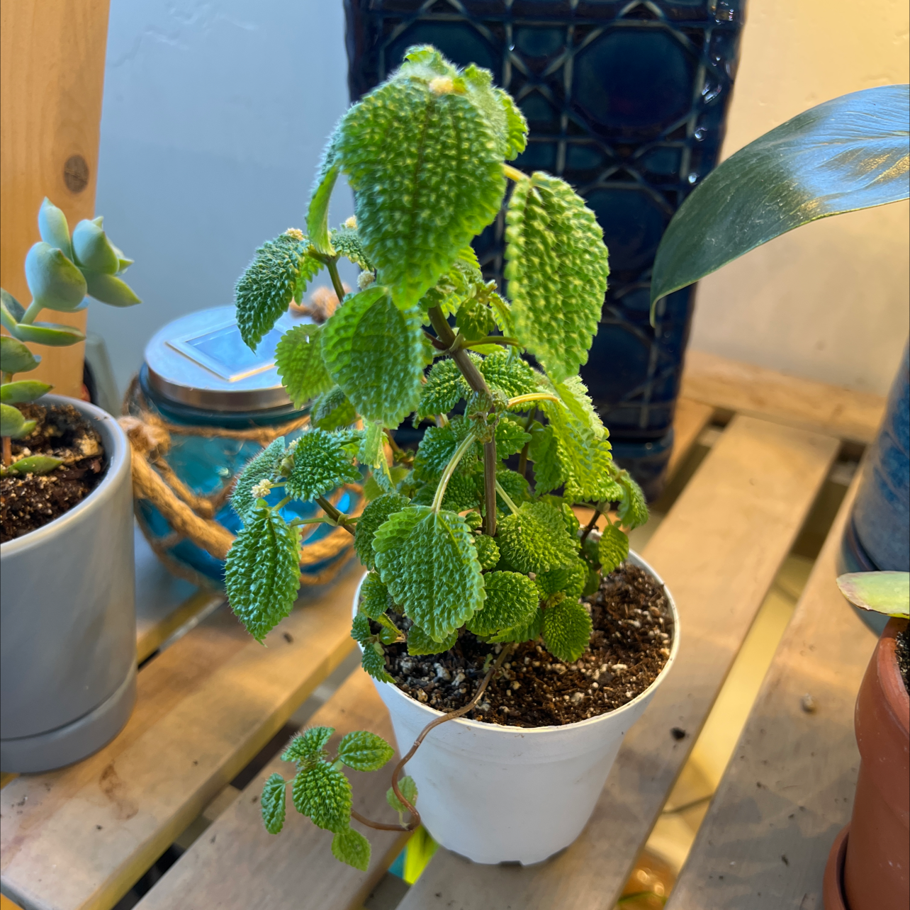 Pilea 'Moon Valley' plant in a white pot with vibrant green leaves and textured surface.