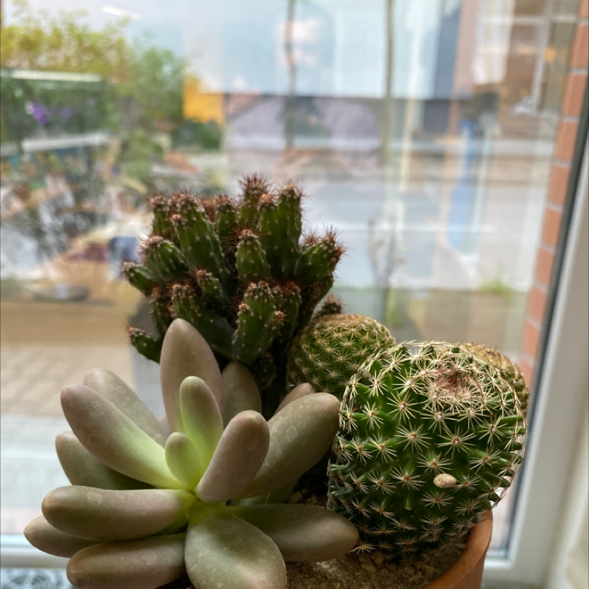 Potted arrangement of succulents including a Comb Hedgehog Cactus, with a blurred background.