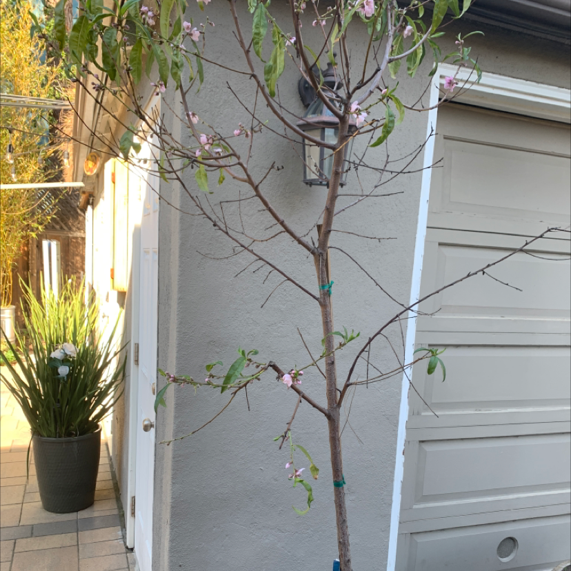 A young peach tree with sparse foliage and some flowers in an urban setting.