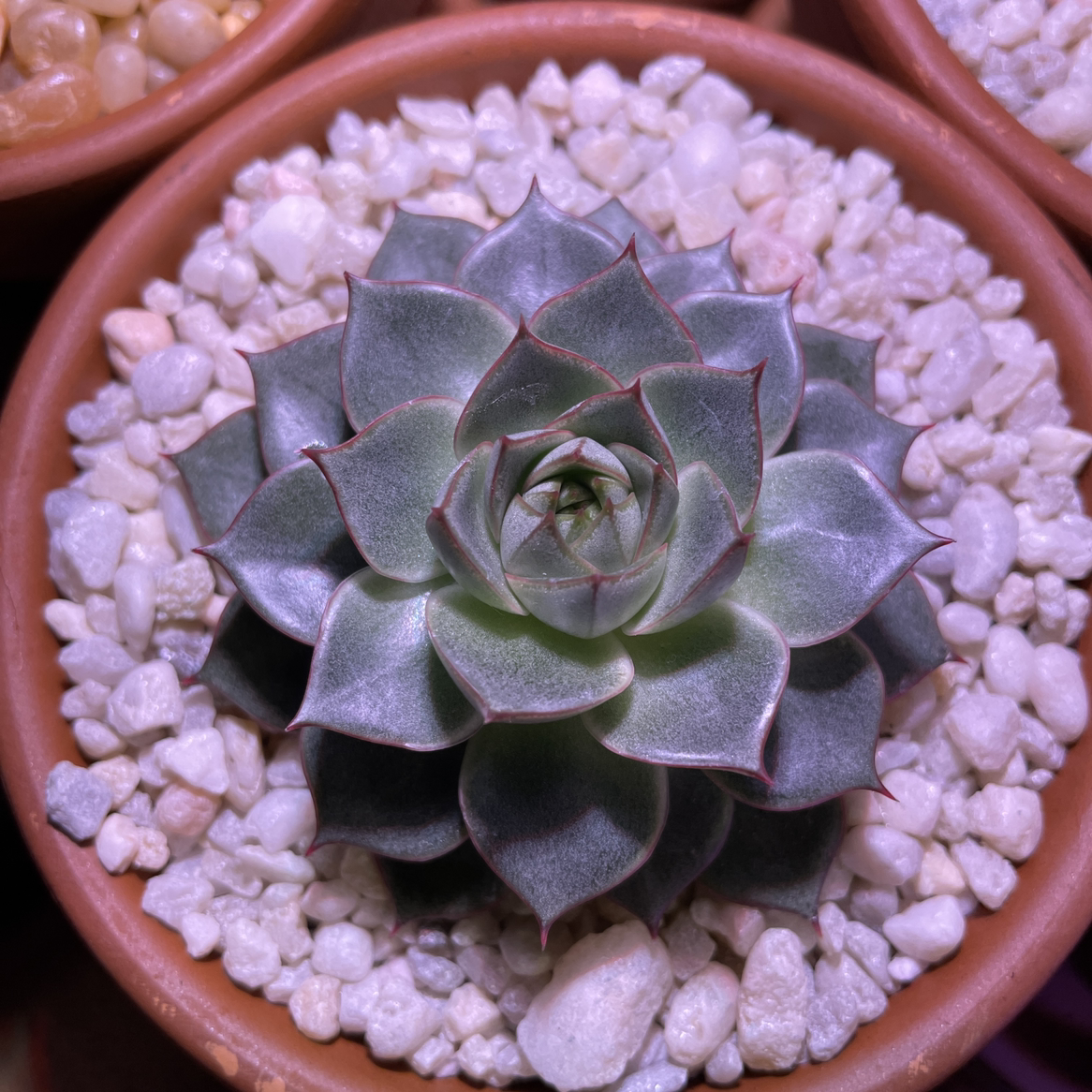 Echeveria purpusiorum succulent in a pot with white pebbles, well-centered and healthy.