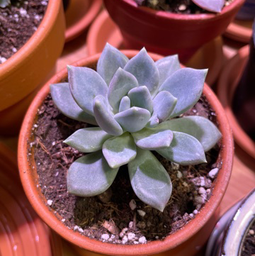 Photo of the plant species Echeveria 'Opalina' by Lana named Delilah on Greg, the plant care app