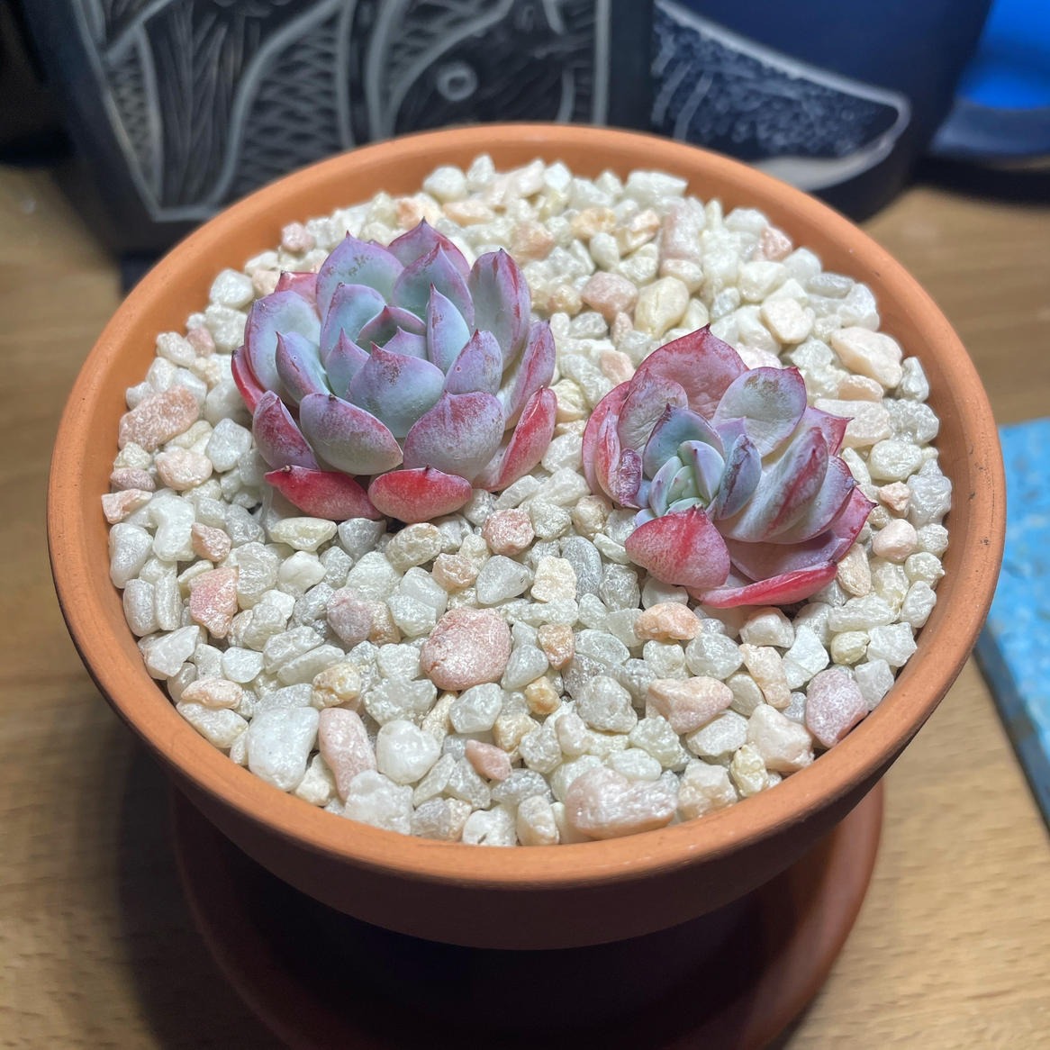 Photo of the plant species Echeveria 'Suyon' by Lana named C&L on Greg, the plant care app