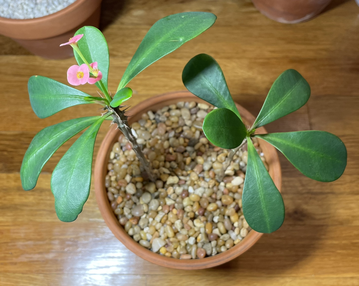 Healthy Crown of Thorns succulent plant with thick green leaves and pink flowers in a terracotta pot with pebble soil.