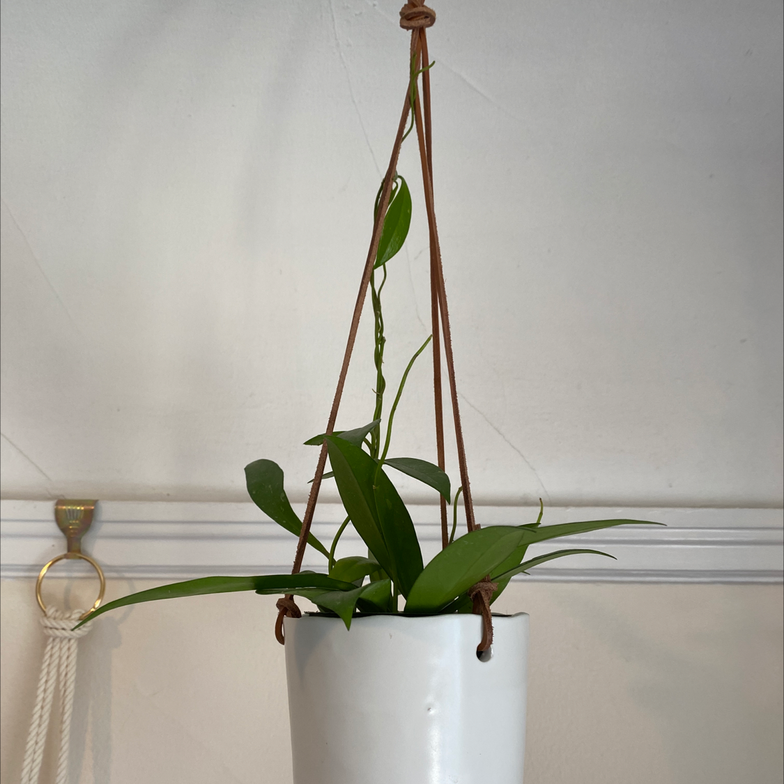 Hoya Pubicalyx plant in a white hanging pot with green leaves.
