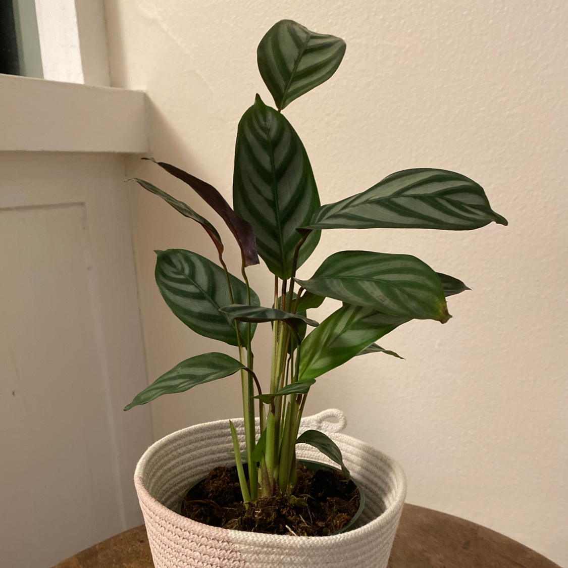 Calathea 'Freddie' plant in a white pot with vibrant green patterned leaves.