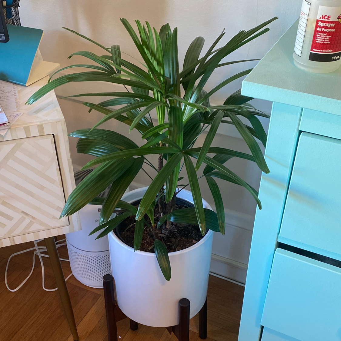 Healthy Rhapsis Palm plant with long green leaves in a white pot, sitting on a wooden surface next to a teal cabinet.