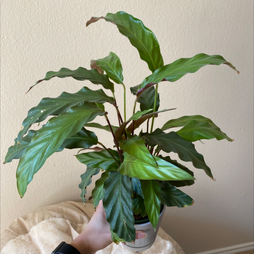 Photo of the plant species Furry Feather Calathea by @haranaplants named lucy on Greg, the plant care app