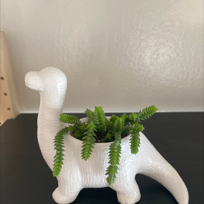Pagoda Mini Jade plant in a white dinosaur-shaped pot, healthy green leaves.