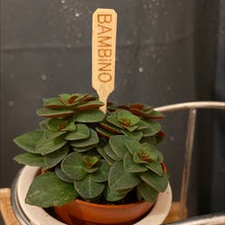Springtime Crassula plant