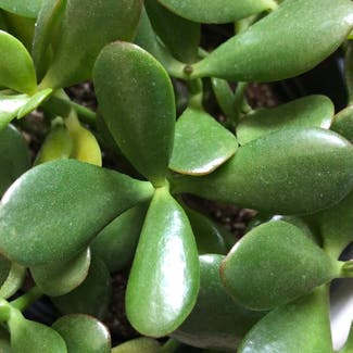 Jade plant in Evans, Georgia