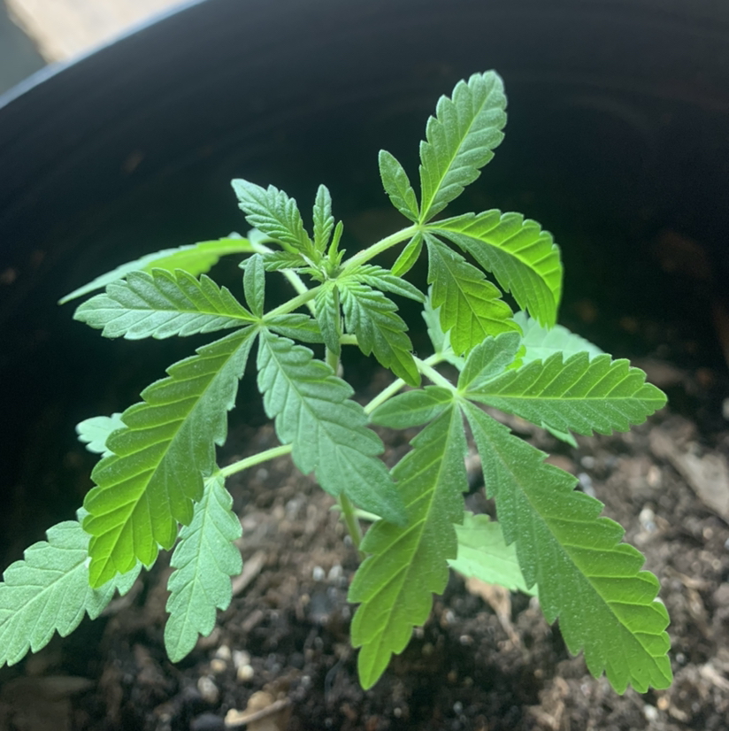 Healthy young marijuana plant in a pot with visible soil.
