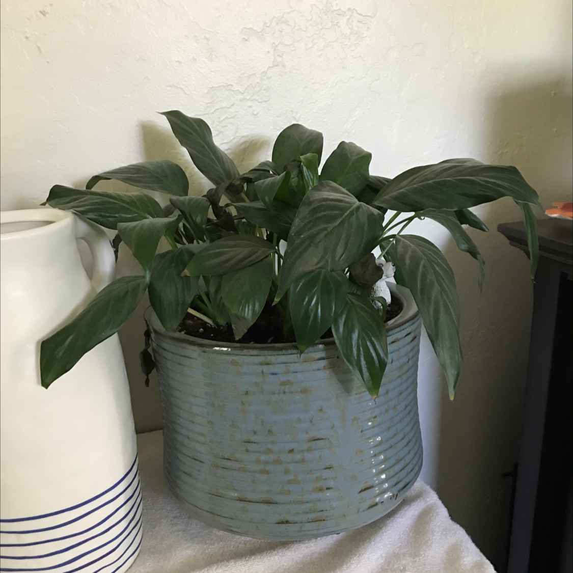 Peace Lily plant photo by @lkreedster named Your plant on Greg, the plant care app.
