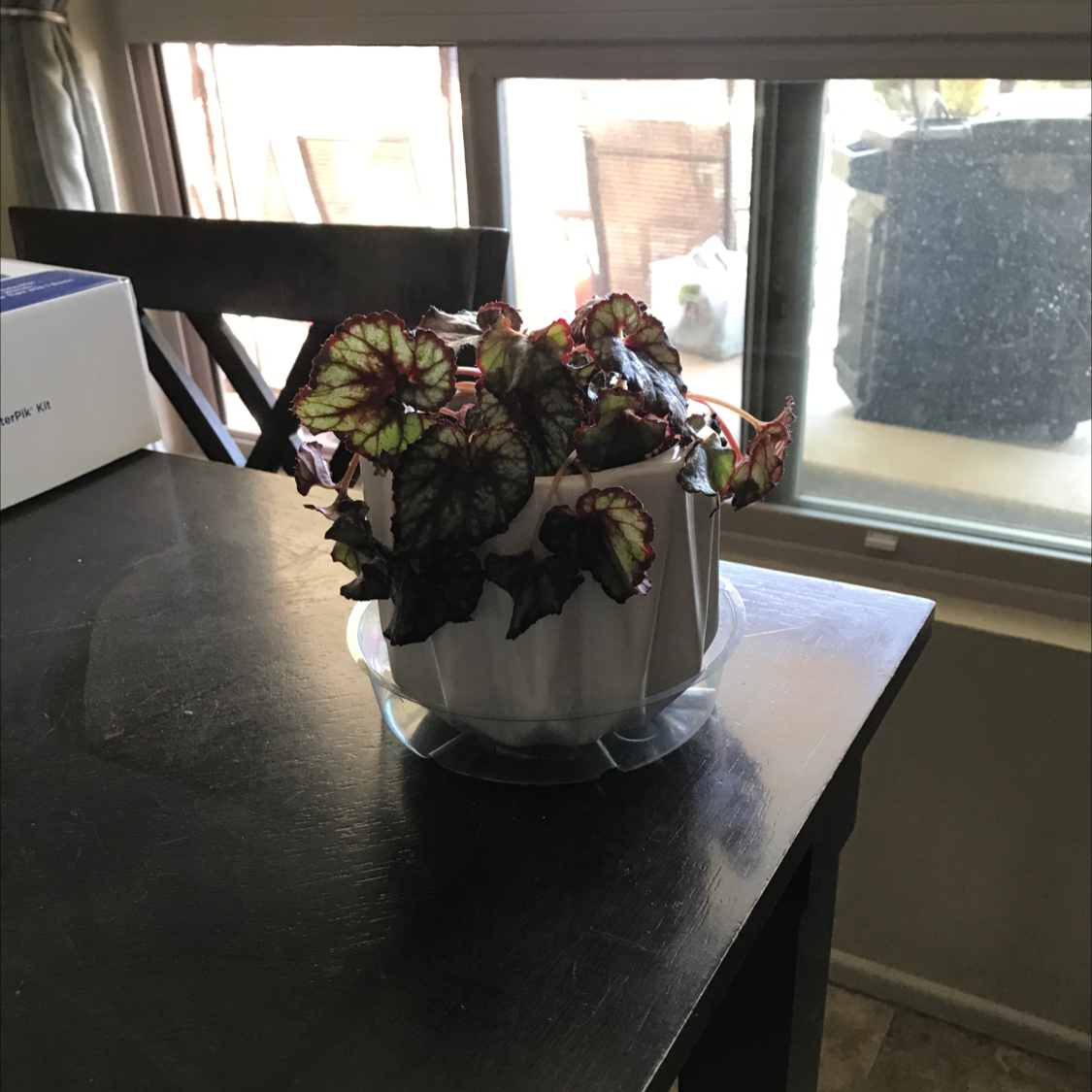 Rex Begonia plant photo by @lkreedster named Rexine on Greg, the plant care app.