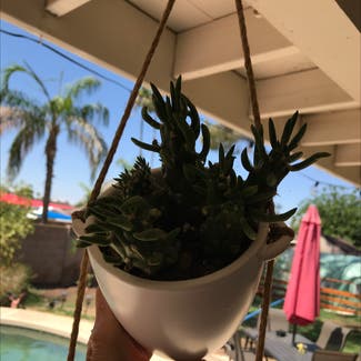Eve's Needle Cactus plant in Mesa, Arizona