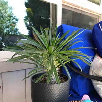 Madagascar Palm plant in Mesa, Arizona