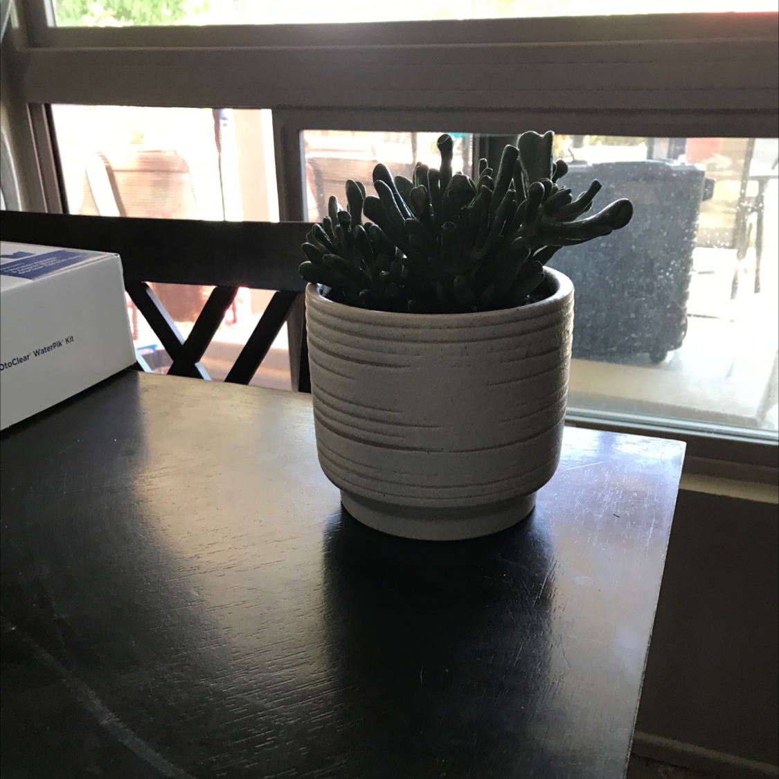 Lucky Plant plant photo by @lkreedster named Fiona on Greg, the plant care app.