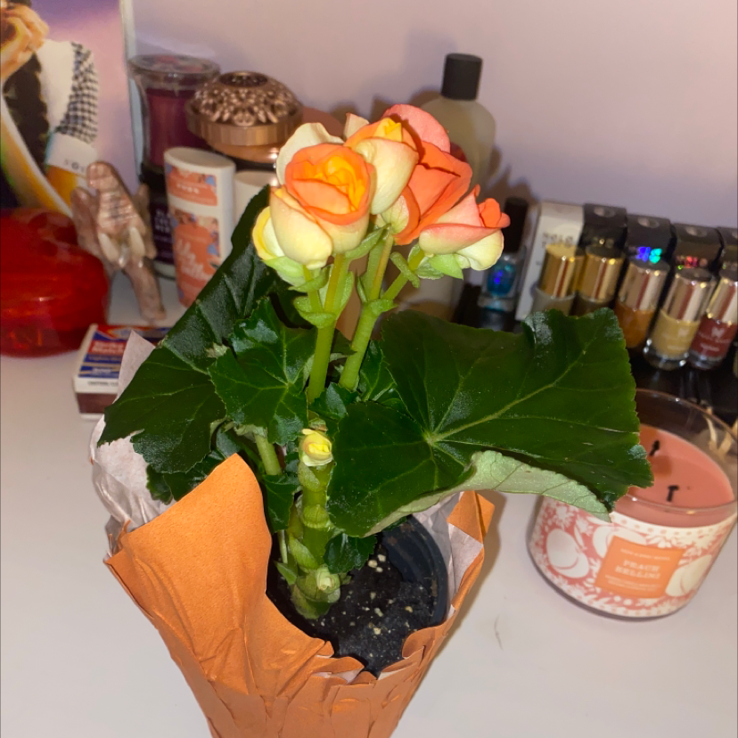 Tuberous Begonia plant photo by @r0ry named Misty on Greg, the plant care app.