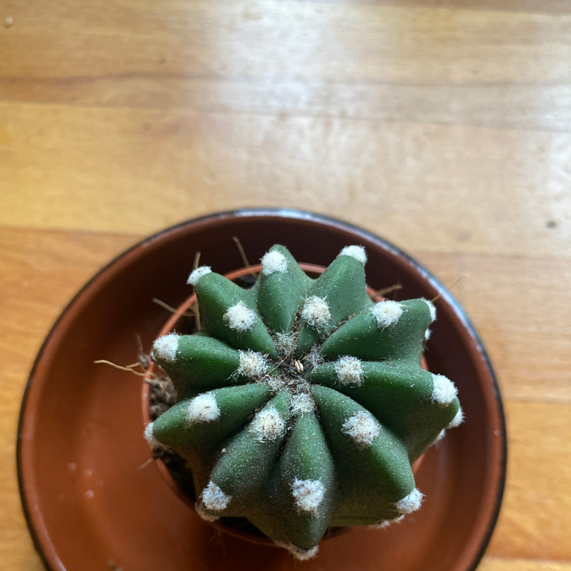 Top-down view of a healthy Domino Cactus in a small pot on a saucer.