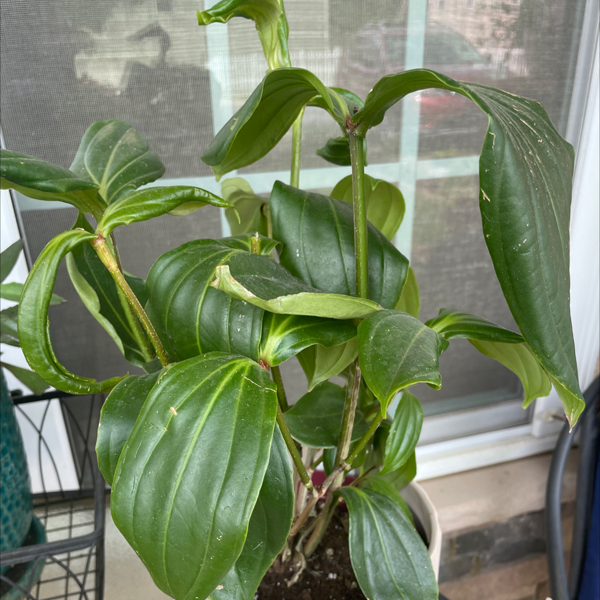 Showy Medinilla plant with broad, glossy green leaves near a window.