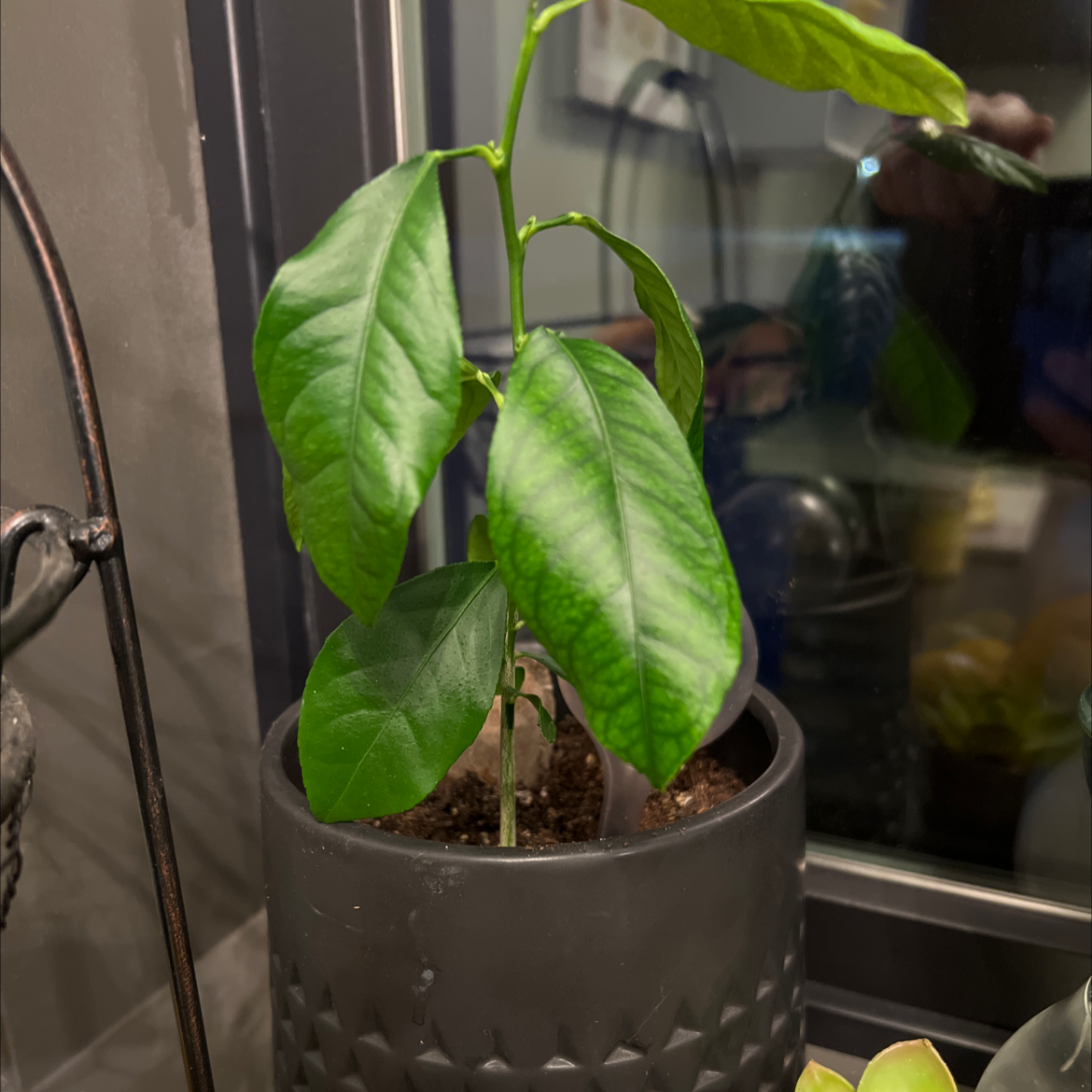 🍋 Why Are My lemon tree Leaves Droopy?