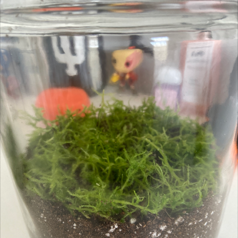 Plant care for Sphagnum fallax var. isoviitae on Greg, the plant care app