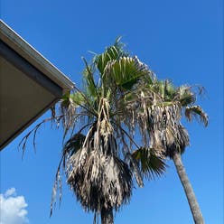 Mexican Fan Palm plant
