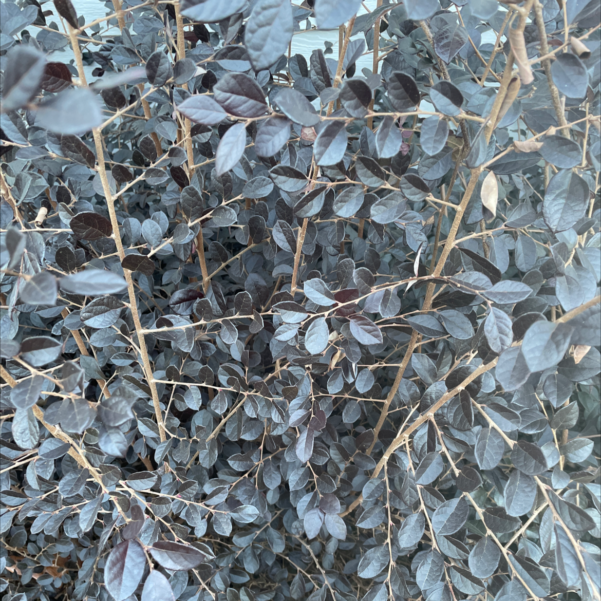 Dense cluster of dark leaves from a Chinese Fringe Flower plant.