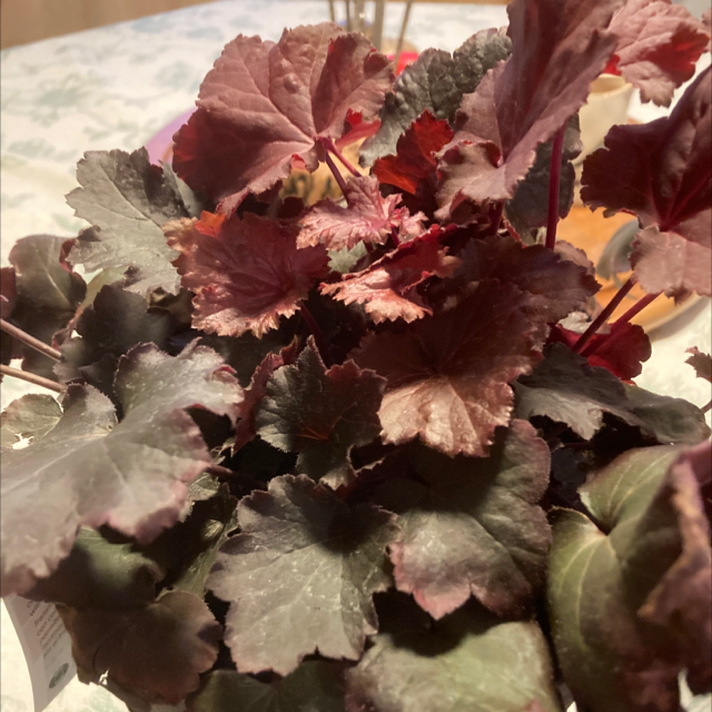 Heuchera