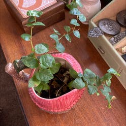 Creeping Fig plant