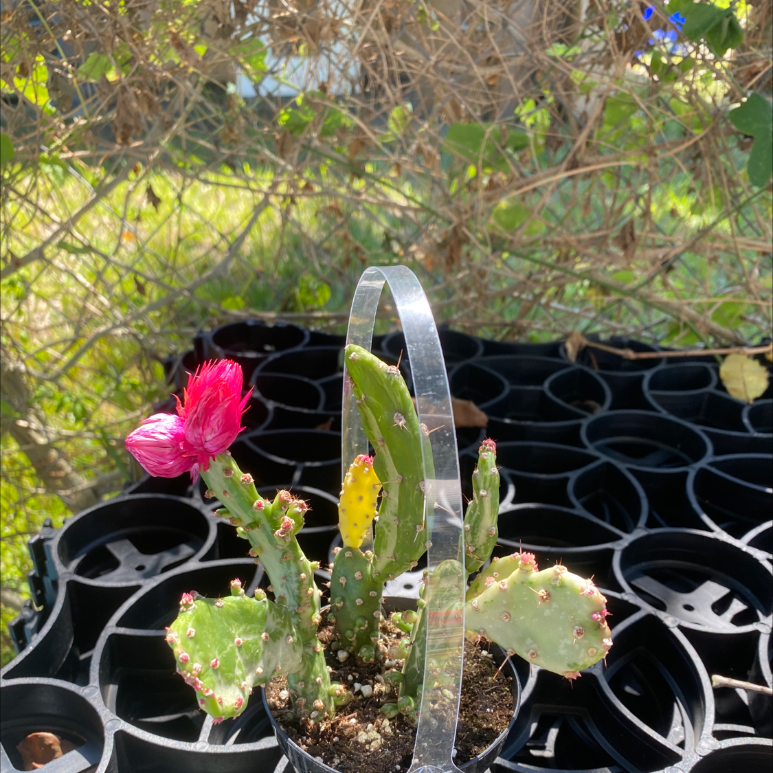 Few-Spined Marble-Seeded Prickly Pear cactus with a pink flower in a pot with visible soil.