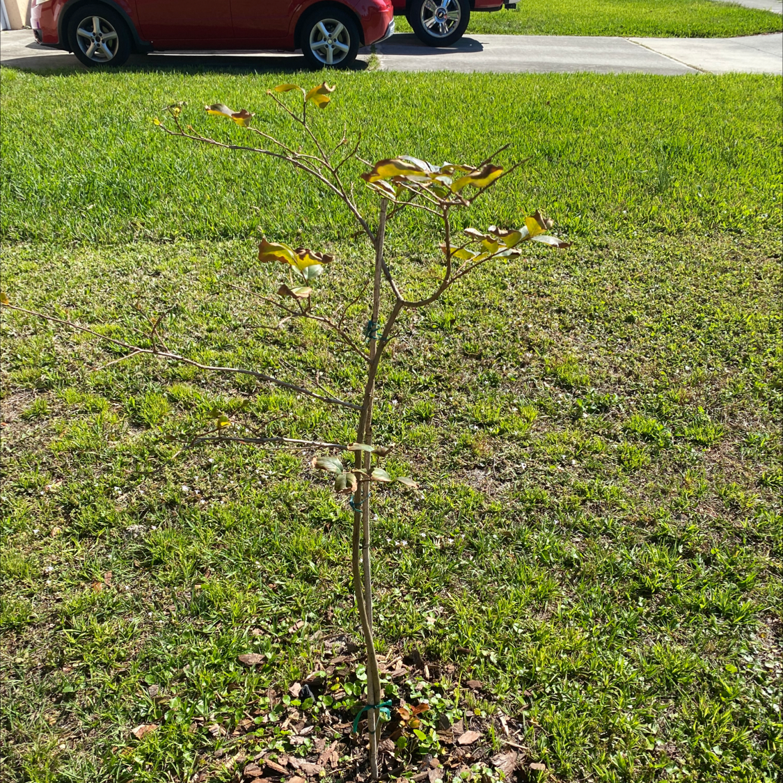 Young Cape Myrtle plant growing in grass, showing some yellowing leaves. Parked car in background.