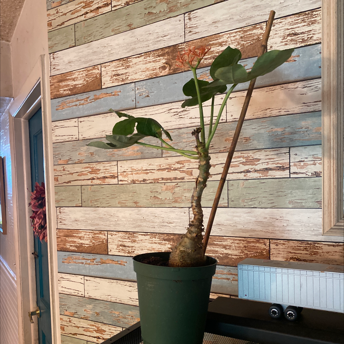 Buddha Belly Plant in a pot, supported by a stick, with some flowers and mostly green leaves.