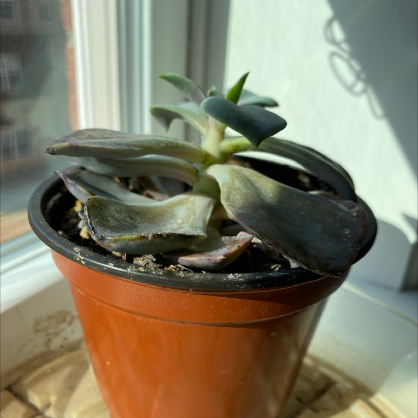 Echeveria 'Perle von Nurnberg' in a pot with some browning leaves, well-framed and in focus.