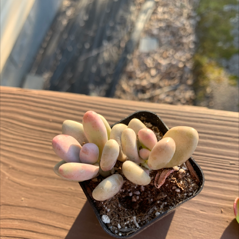 Lavender Pebbles succulent plant in a small pot with visible soil, well-framed and in focus.