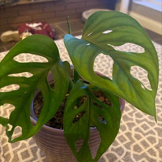 Window Leaf plant in Nashville, Tennessee