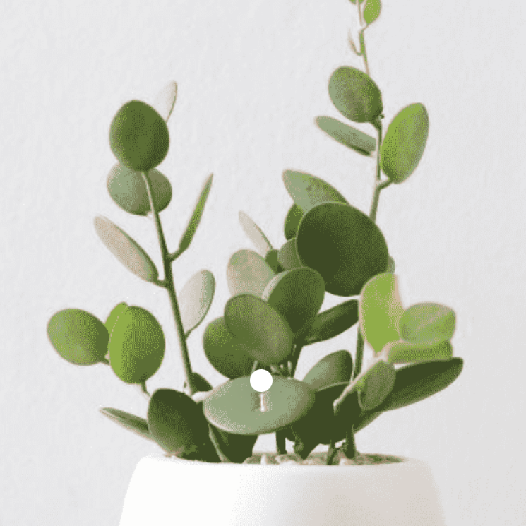 Photo of the plant species Silver Dollar Vine by @SmoothTurmeric named 28 // “Sid” on Greg, the plant care app