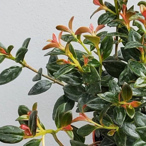 Photo of the plant species Goldfish Plant by @SmoothTurmeric named PON // Nematanthus “Fishy Mouth” on Greg, the plant care app