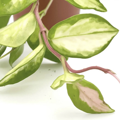 Photo of the plant species Krimson Princess Hoya by @SmoothTurmeric named 14 // Hoya “Princess” on Greg, the plant care app