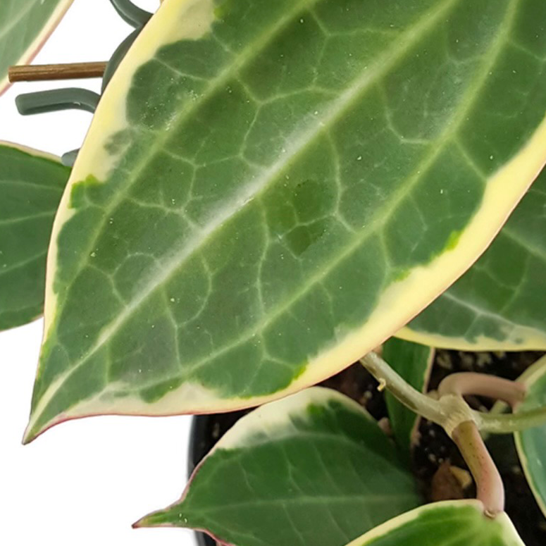 Close-up of a Hoya macrophylla 'Albomarginata' with variegated leaves.