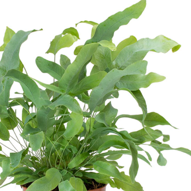 Photo of the plant species Blue Star Fern by @SmoothTurmeric named 14 // Fern “Ernie the Fernie” on Greg, the plant care app