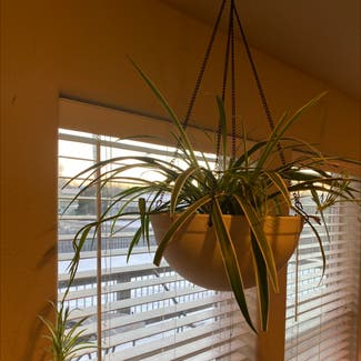 Spider Plant plant in Kalispell, Montana